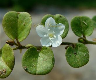  Flowering shoot-Leaves (Adaxial view) and Flower